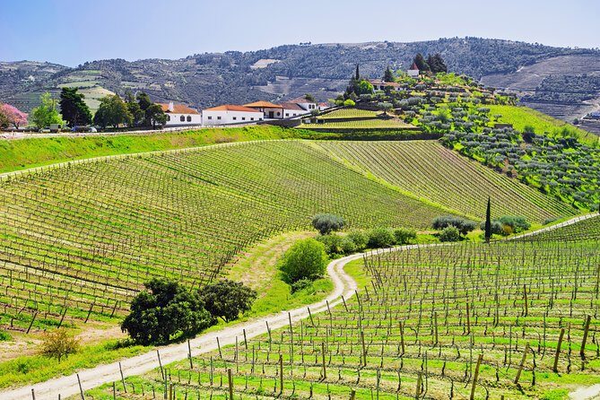 Douro Valley private day tour from Porto - Peso da Régua Stop: Bridge Walks and a Quick City Break