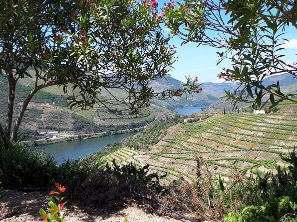 Douro Valley Tour (wine & Food) - D’Origem Olive Oil Press Museum: The Food Angle That Makes This More Than Wine