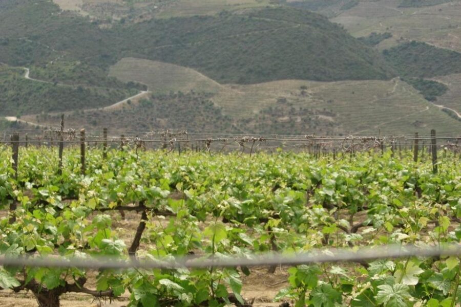 Porto: Douro Valley Wine Tour - Pinhão stops: photos, then a Rabelo boat cruise