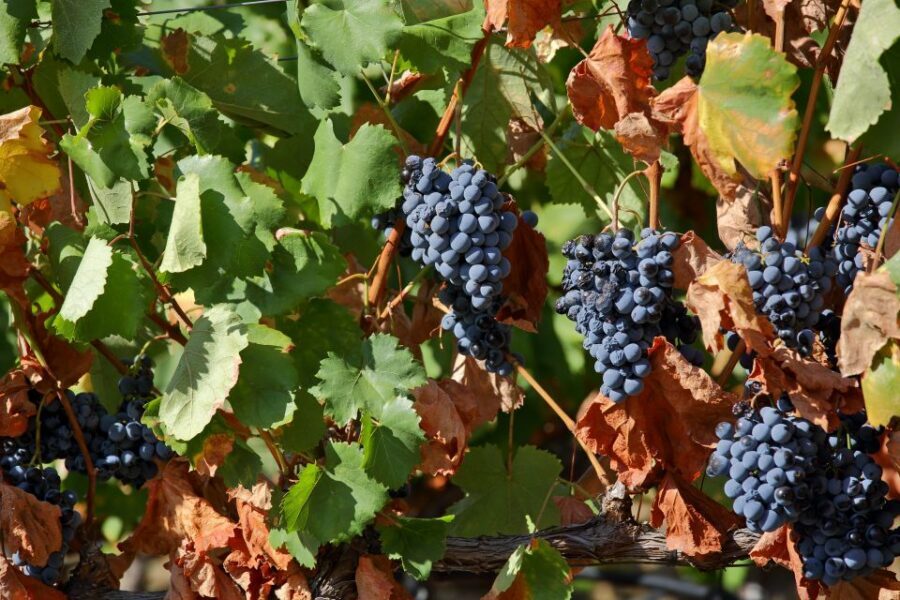 Porto: Douro Valley Wine Tour - Two famous Douro winery estates: tastings with guided commentary