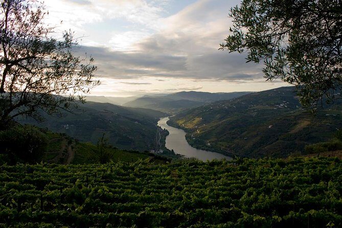 Porto: Douro Valley Wine Tour Including Lunch - Price and value: what $119.73 buys you in practice
